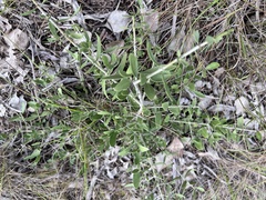 Psydrax oleifolia