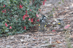Phylidonyris novaehollandiae novaehollandiae