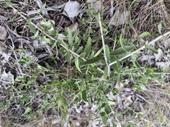 Psydrax oleifolia