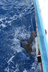 Carcharhinus longimanus