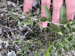 Psydrax oleifolia