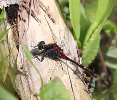 Leucorrhinia borealis