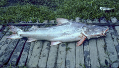 Gilded Catfish photo 2