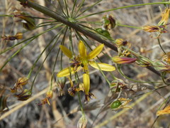 Bloomeria crocea