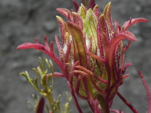 Image of Dicranostegia orcuttiana by (c) James C. Davis, some rights reserved (CC BY-SA)