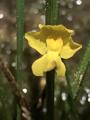 Utricularia radiata