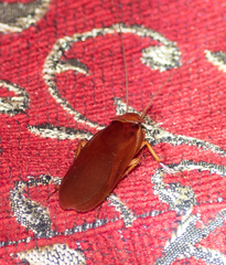 Periplaneta australasiae