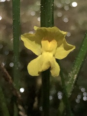 Utricularia radiata
