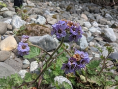 Phacelia bolanderi