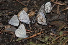 Celastrina asheri