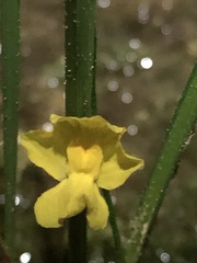 Utricularia radiata