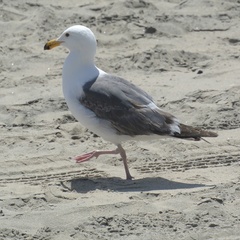 Larus occidentalis