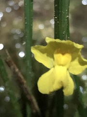 Utricularia radiata
