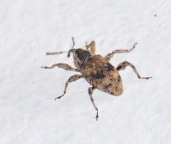 Hypolixus