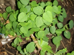 Tracheophyta