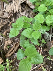 Clinopodium douglasii