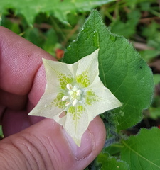 Jaltomata procumbens