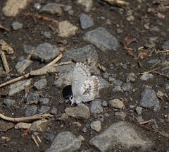 Celastrina asheri