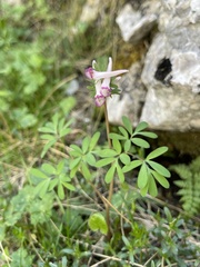 Corydalis densiflora