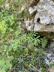 Corydalis densiflora