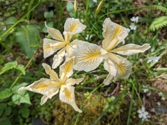 Iris chrysophylla
