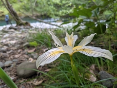 Iris chrysophylla