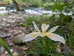 Iris chrysophylla