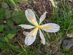 Iris chrysophylla