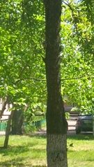 Dendrocoptes medius