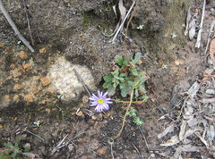 Brachyscome aculeata