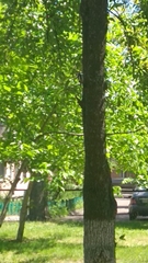 Dendrocoptes medius