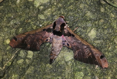 Adhemarius sexoculata
