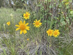 Arnica fulgens
