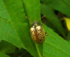 Calligrapha vicina