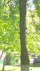 Dendrocoptes medius