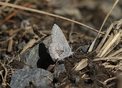 Celastrina asheri
