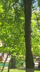 Dendrocoptes medius