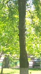 Dendrocoptes medius