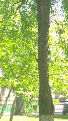 Dendrocoptes medius