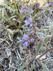 Phacelia quickii