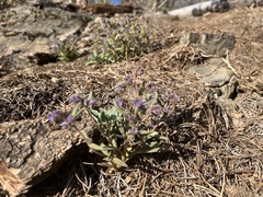 Phacelia quickii