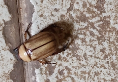 Anomala dorsalis