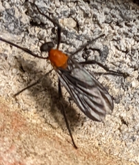 Plecia americana