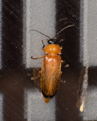 Abscondita
