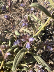 Phacelia quickii
