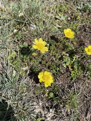 Ranunculus millefoliatus