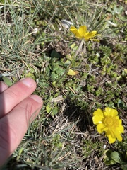 Ranunculus millefoliatus