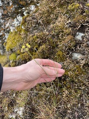Lomatium simplex