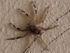 Selenops malinalxochitl