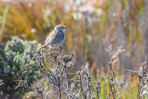 Grey-backed Cisticola (Cisticola subruficapilla), photo 8